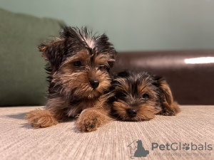 Photo №1. yorkshire terrier - à vendre en ville de Bruges | négocié | Annonce №81736