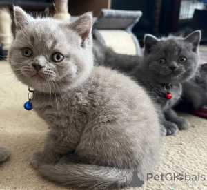 Photo №1. british shorthair - à vendre en ville de Jesolo | 500€ | Annonce № 178321