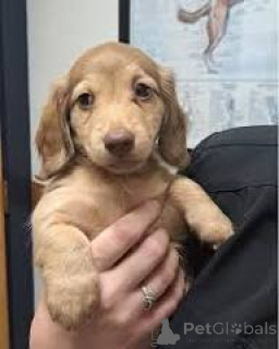 Photo №2 de l'annonce № 165981 de la vente teckel - acheter à Portugal annonce privée, éleveur