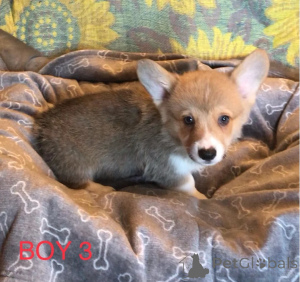 Photo №4. Je vais vendre welsh corgi en ville de Canton de Pennsylvanie. annonce privée - prix - 956€