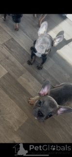Photo №1. bouledogue - à vendre en ville de Glou | 368€ | Annonce №166433