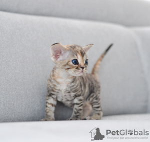 Photo №3. Devon Rex femelle. Allemagne