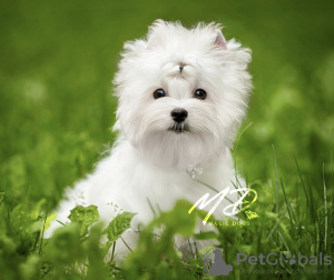 Photo №1. biewer yorkshire terrier - à vendre en ville de Saint-Pétersbourg | négocié | Annonce №116741