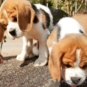 Photo №3. Les chiots Beagle recherchent. La finlande