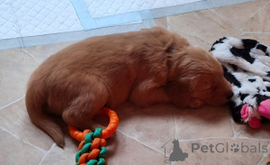 Photo №1. golden retriever - à vendre en ville de New york | 484€ | Annonce №159522