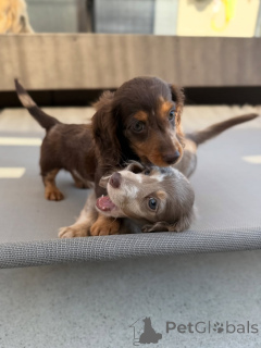 Photo №3. Mignons et adorables chiots teckel à vendre, contactez WhatsApp Business. La finlande