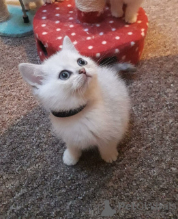 Photo №1. british shorthair - à vendre en ville de Berlin | 350€ | Annonce № 123360