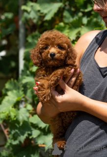 Photo №1. caniche (jouet) - à vendre en ville de Inđija | négocié | Annonce №120238