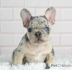 Photo №3. Chiots bouledogue français à vendre. Nouvelle zélande