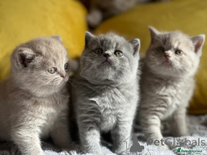 Photo №1. british shorthair - à vendre en ville de Amsterdam | négocié | Annonce № 166805