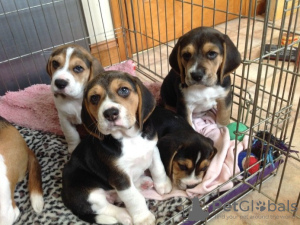 Photo №1. beagle - à vendre en ville de Berlin | 400€ | Annonce №121058