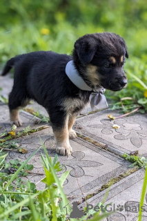 Photo №1. chien bâtard - à vendre en ville de Москва | Gratuit | Annonce №102289