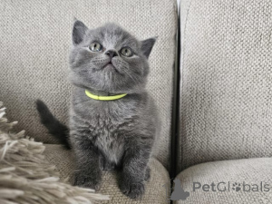 Photo №1. british shorthair - à vendre en ville de Baden-Baden | négocié | Annonce № 170330