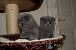 Photo №1. british shorthair - à vendre en ville de Калифорния | négocié | Annonce № 122103