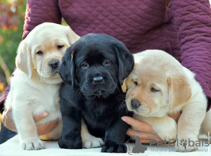 Photo №3. De mignons chiots Labrador retriever disponibles à la vente. Allemagne