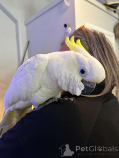 Photo №1.  - à vendre en ville de Salzbourg | Gratuit | Annonce №162294