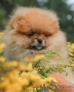 Photo №2 de l'annonce № 63493 de la vente spitz nain - acheter à Biélorussie éleveur