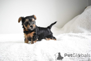 Photo №3. Chiots vaccinés du Yorkshire Terrier disponibles maintenant pour les maisons. Espagne