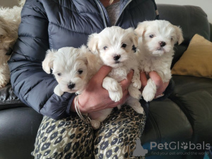 Photos supplémentaires: Magnifiques chiots maltais