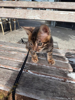 Photo №2 de l'annonce № 153283 de la vente bengal - acheter à Suède annonce privée