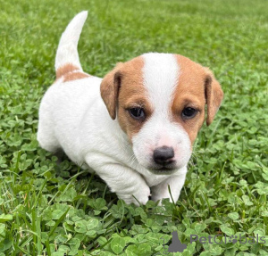 Photo №2 de l'annonce № 157579 de la vente jack russell terrier - acheter à Allemagne annonce privée