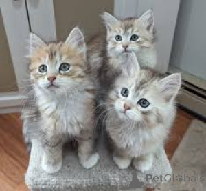 Photo №1. chat des forêts norvégiennes - à vendre en ville de Helsinki | 700€ | Annonce № 164656