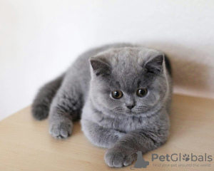 Photo №2 de l'annonce № 100435 de la vente british shorthair - acheter à Allemagne 