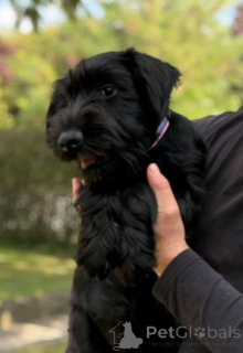 Photo №2 de l'annonce № 176874 de la vente schnauzer moyen - acheter à Serbie 