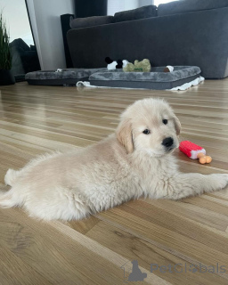 Photo №1. golden retriever - à vendre en ville de Берлинген | négocié | Annonce №140717
