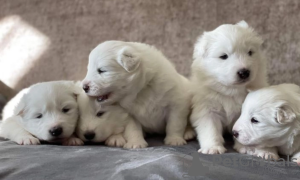 Photo №1. spitz japonais - à vendre en ville de Stockholm | négocié | Annonce №113247