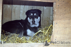 Photo №3. Lika. Fédération de Russie