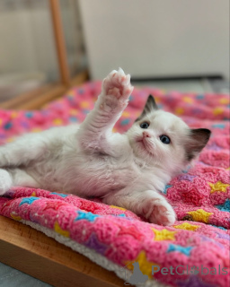 Photo №2 de l'annonce № 158062 de la vente ragdoll - acheter à Allemagne éleveur
