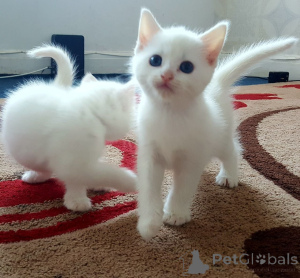 Photo №1. angora turc - à vendre en ville de Varsovie | 250€ | Annonce № 155929