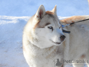 Photo №1. husky de sibérie - à vendre en ville de Москва | Gratuit | Annonce №36722