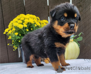 Photo №1. rottweiler - à vendre en ville de Berlin | Gratuit | Annonce №155032
