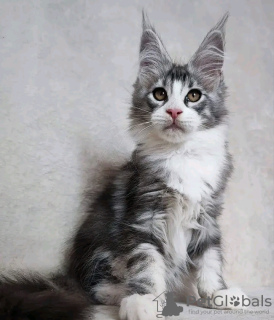 Photo №3. De mignons et adorables chatons Maine coon en bonne santé sont maintenant. USA