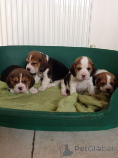 Photo №1. beagle - à vendre en ville de Brutten | 484€ | Annonce №171193