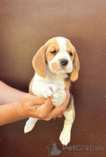 Photo №4. Je vais vendre beagle en ville de Bečej.  - prix - négocié