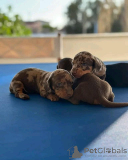 Photos supplémentaires: Des chiots teckel vaccinés sont disponibles dès maintenant pour les foyers