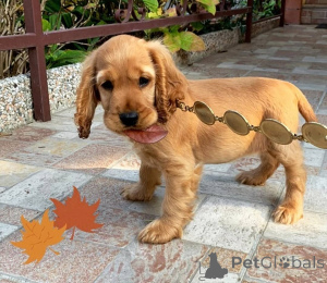 Photo №3. Chiots Cocker Spaniel. Suède