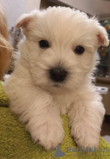 Photos supplémentaires: Meilleurs chiots West Highland White Terrier à vendre