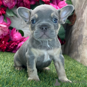 Photo №3. Sherlock Bouledogue Français Mâle de 8 semaines Prêt à rentrer à la maison. USA