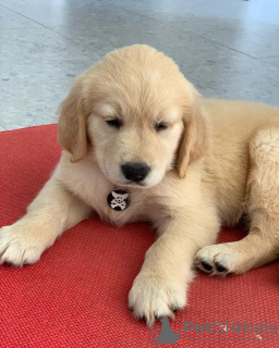 Photo №1. golden retriever - à vendre en ville de Čierna Voda | Gratuit | Annonce №119469