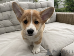 Photo №3. Femelle Welsh Corgi Pembroke FCI - parents testés. Pologne