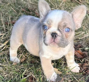 Photo №2 de l'annonce № 163488 de la vente  - acheter à L'Autriche 