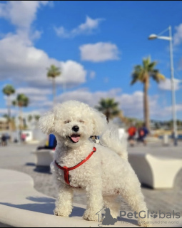 Photo №2 de l'annonce № 102948 de la vente bichon à poil frisé - acheter à USA annonce privée, de la fourrière