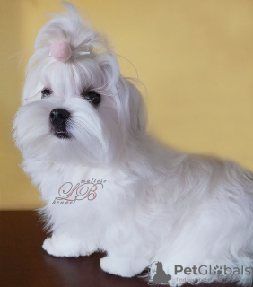 Photo №3. Fille KSU-FCI, sang coréen. Ukraine