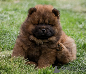 Photos supplémentaires: Chow Chow