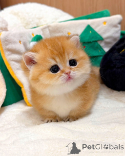 Photo №3. Chaton mâle britannique à poil court. Allemagne