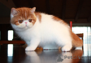 Photo №1. exotic shorthair - à vendre en ville de Ankum | négocié | Annonce № 169459